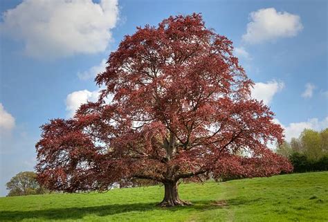 1700 Copper Beech Tree Stock Photos Pictures And Royalty Free Images