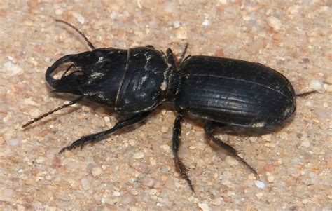 Massive ant armies battle with mantis & tiger beetle heroes! Diptera.info - Discussion Forum: Large black beetle