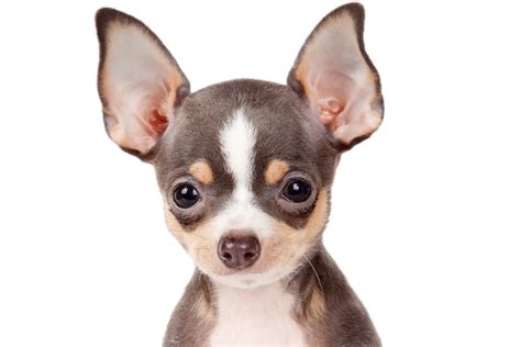 However, grooming for the long hair variety is a bit more complicated than that of their short hair counterparts. 50 Most Wonderful Brown Chihuahua Dog Pictures And Images