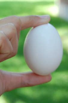 The round or oval female reproductive body of various. Egg Shell Squeeze: Food Science for Kids {Egg Experiment}