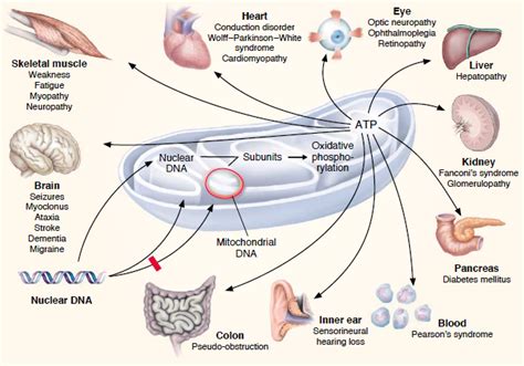 Mitochondrial Disease ~ News Word
