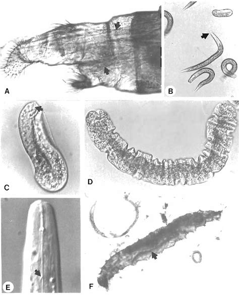 PDF Anandranema Phlebotophaga N Gen N Sp Allantonematidae Tylenchida A New Nematode