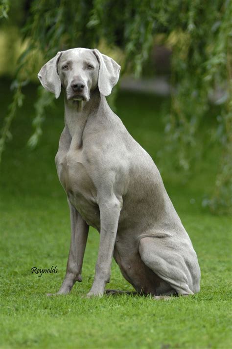 Weimaraner Dog Breed History And Some Interesting Facts