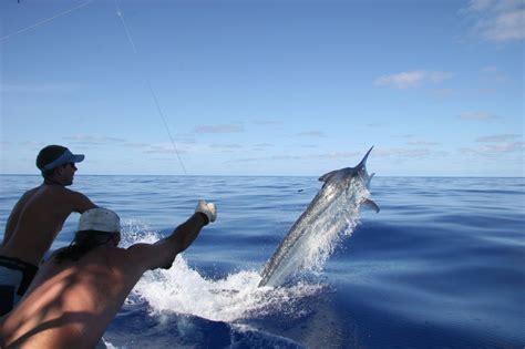 Cairns Black Marlin Fishing Australian Marlin Viking Ii Marlin