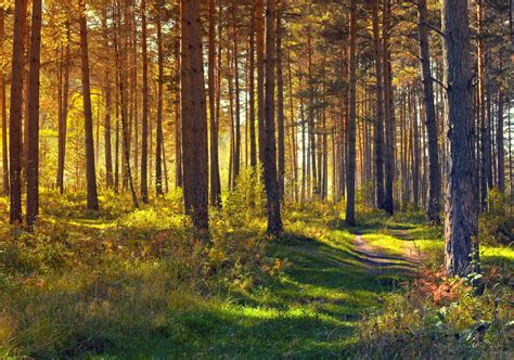 September In The Forest Free Stock Photo Public Domain Pictures