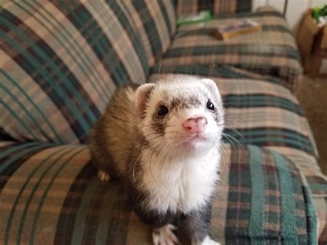 Adorable. : ferrets