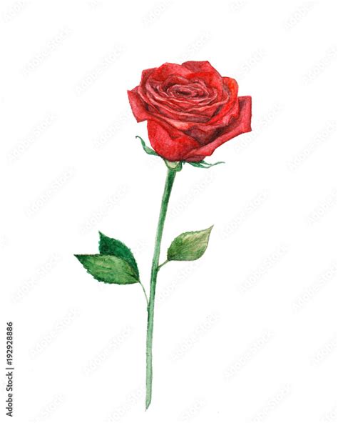 Red Rose Watercolor Painting Stock Illustration Adobe Stock