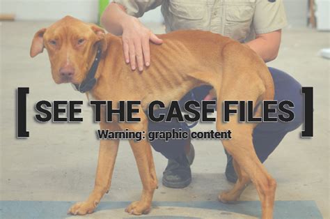 Major First Time Release Rspca Publicly Reveals Sa Animal Cruelty Case