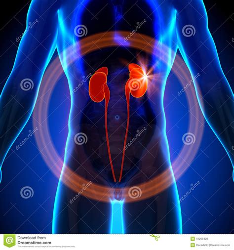 Nieren Mannelijke Anatomie Van Menselijke Organen X Ray Mening Stock Illustratie