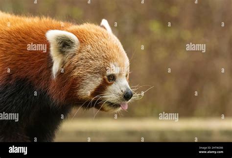 Red Panda Ailurus Fulgens Portrait At A Uk Zoo Cute Animal From The