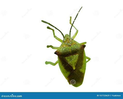 Shield Bug On Leaf Macro Front View Isolated Stock Image Image Of