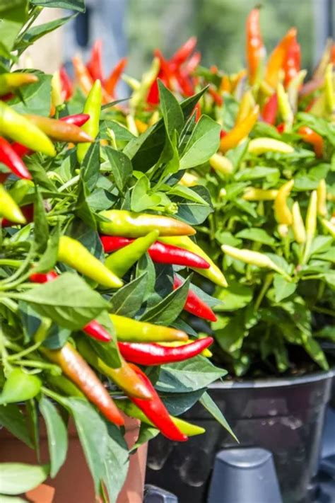 Spice Up Your Garden With Ornamental Peppers Edible Landscaping