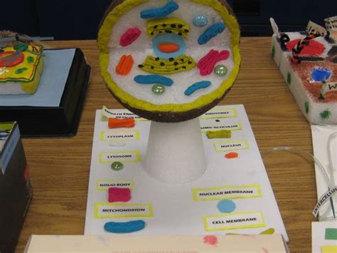 We did not find results for: Cell Membrane Model Project Ideas - Bing Images | Biology ...