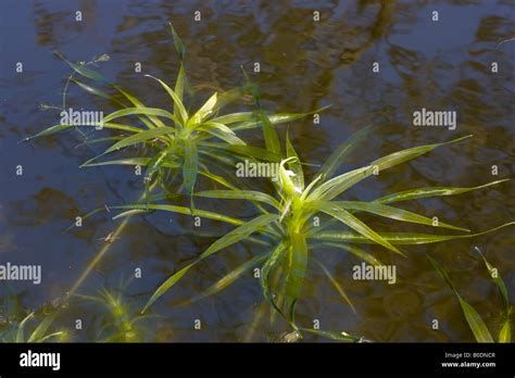 Water Soldiers Stratiotes Aloides Plants Floating In Water Stock