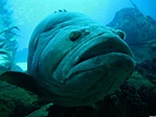 Big Fish picture, by rbrum for: everything fish photography ... | Feesh ...