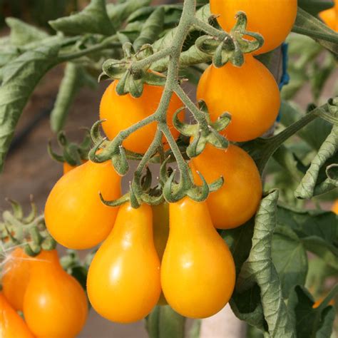 Plant De Tomate Cerise Poire Jaune Hauteur 1015cm En Pot De 05l