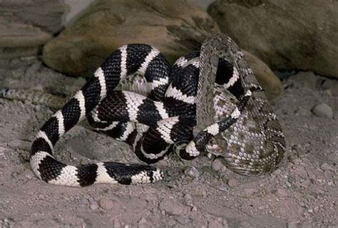 California Kingsnake Vs A Rattlesnake 7 Pics