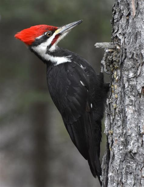 Pileated Woodpecker - BirdWatching