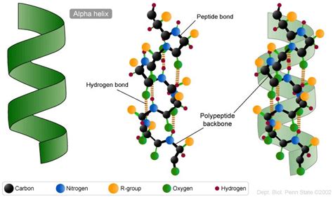 A peptide bond is a chemical bond formed between two molecules when the carboxyl group of one molecule reacts with the amino group of the other molecule, releasing a molecule of water (h2o). WE LOVE H2 BIOLOGY