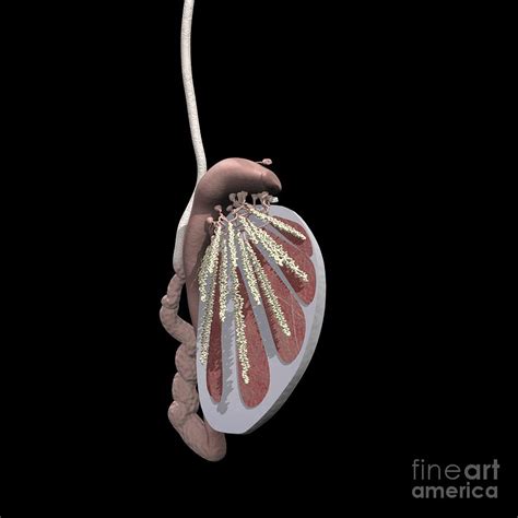 Dissected Testicle Showing Tubules Photograph By Medical Images Universal Images Group