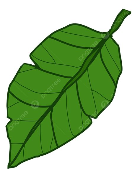 Leaf Vector Leaf Vector Green Leaf Png Transparent Clipart Image And