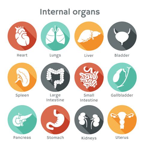 Find & download free graphic resources for human body organs. Different internal organs vector icons free download