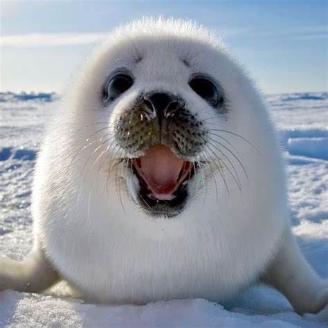 Cute White Seal Pup Aww