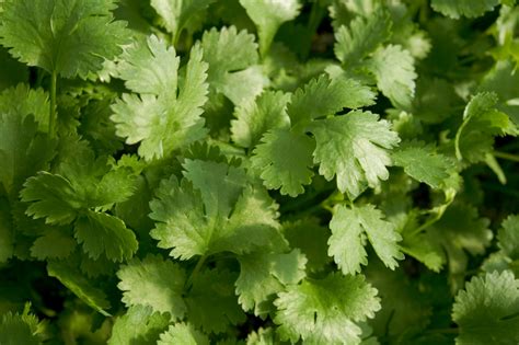A wide variety of cilantro leaves options are available to you, such as product type. Koriander pflanzen » So machen Sie alles richtig