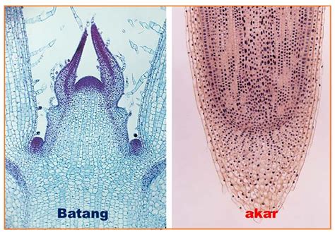 Biologi Gonzaga Soal Jaringan Tumbuhan