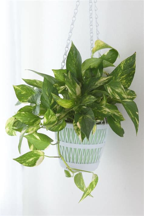 25 Easy Houseplants Easy To Care For Indoor Plants