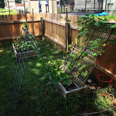 We did not find results for: Deluxe Cucumber Trellis | Gardener's Supply | Vegetable ...