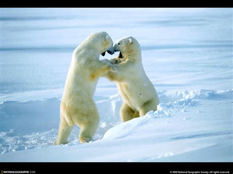 National Geographic Wallpaper Polar Bear 북극곰 Display Full Image