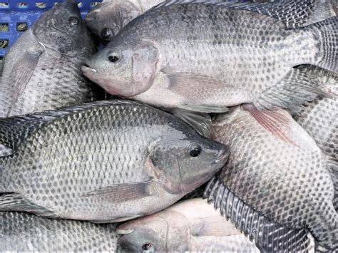 Nile Tilapia Profile Diet Growth Farming Aquaculture Seafish