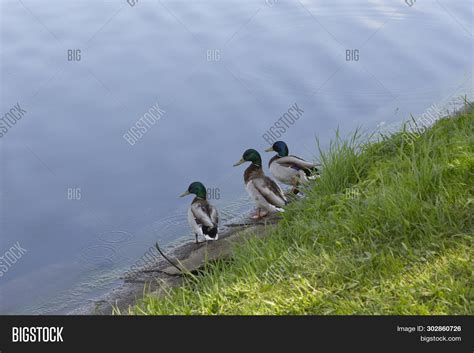 Three Ducks Drake Sit Image And Photo Free Trial Bigstock