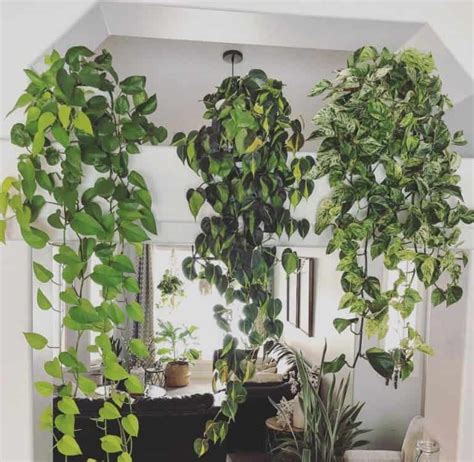 Best Hanging Plants Indoor Simple Guide Indoor Plants World