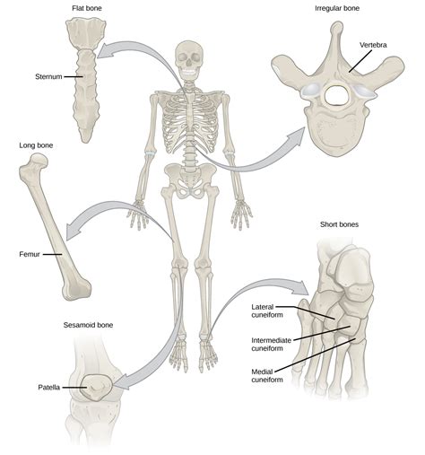Types Of Bone Biology For Majors Ii