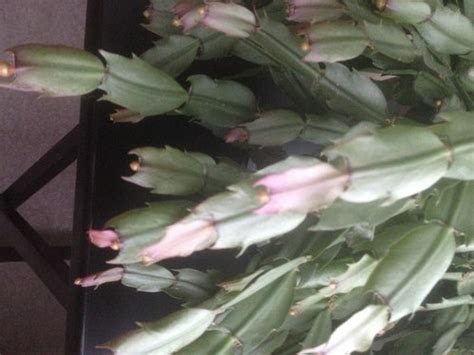 Is your christmas cactus blooming in november? Christmas Cactus - do these buds mean that it is about to ...