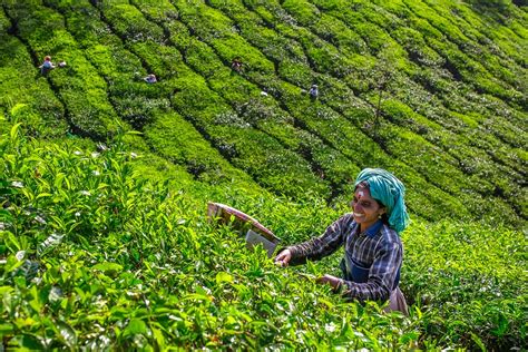Find the perfect tea plantations stock photo. tea-plantation-Munnar-Kerala-India - TokenDesk