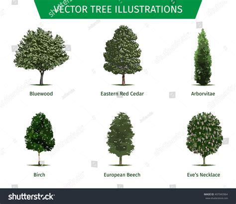 Types Of Trees With Names