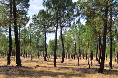 Translations of the word pinares from spanish to english and examples of the use of pinares in a sentence with their translations: Ruta de la «resina» por la tierra de Pinares | Cuellar7