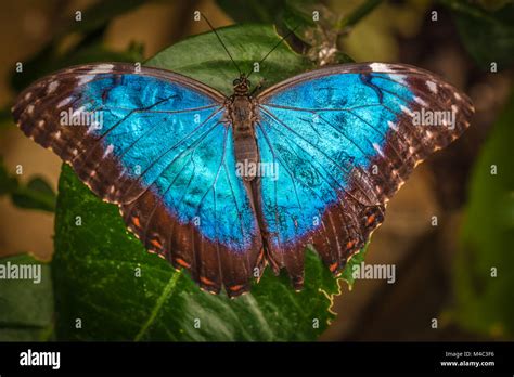 Peleides Blue Morpho Butterfly Stock Photo Alamy