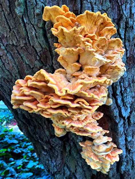 Chicken Of The Woods Mushrooms How To Grow Forage And Eat W Recipe