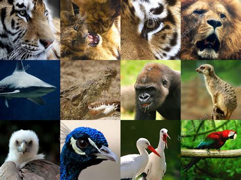 This png image is transparent backgroud and png format. Wildlife collage ⬇ Stock Photo, Image by © EmiliaU #12079559