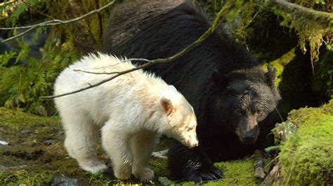 Science And Indigenous History Team Up To Help Spirit Bears