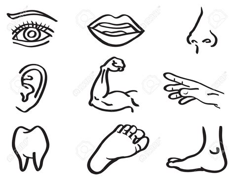 Human Body Parts Clip Art Black And White