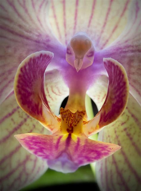 List of safe varieties of orchid. 17 Flowers That Look Like Something Else | Bored Panda