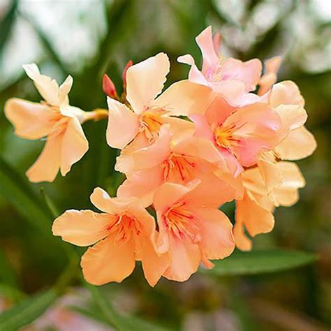 Peach Oleander Standard Yougarden