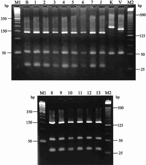 Polymerase Chain Reactionrestriction Fragment Length Polymorphism