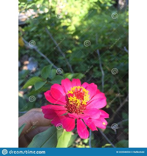 Bunga Merah Jambu Stock Photo Image Of Cantik Benerapa 222546534