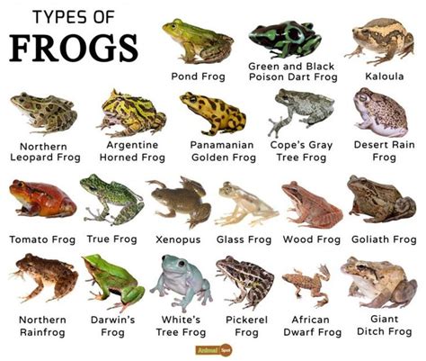Frogs Facts Types Lifespan Classification Habitat Pictures Types
